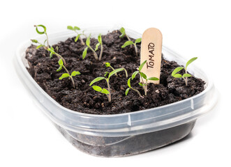 Bush tomato seedling started indoors in container. Just emerged sprouts with wood name tag. Compact determinate 