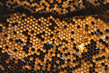 honeycomb Bee larva nest And nectar