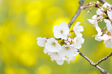 桜　菜の花