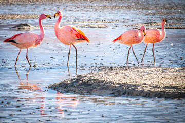 flamingos in laguna hedionda, volcanic landscape, bolivia, altiplano, 