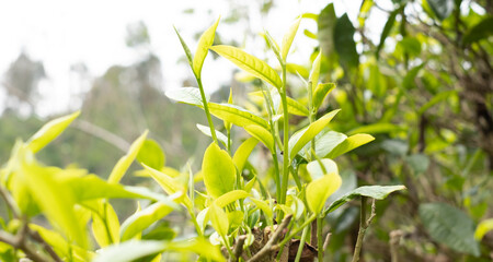Top tea leaves, natural products, are ingredients in making beverages. Selected fresh tea leaves in tea plantations