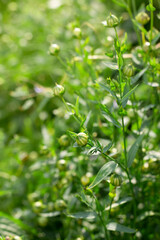 Fototapeta na wymiar Linum usitatissimum. Green plants bachground with flax capsules with seeds. Selective focus. Vertical with copy space. Summer time harvest of edible organic grain and grass for making natural fiber