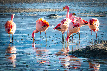 flamingos in laguna hedionda, volcanic landscape, bolivia, altiplano, 