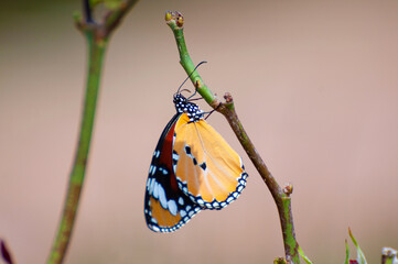 Close Up of Danaus chrysippus Butterfly. Plain Tiger butterfly. Monarch Butterfly. Milkweed Butterfly.