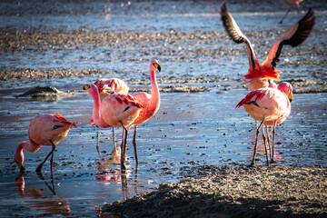 flamingos in laguna hedionda, volcanic landscape, bolivia, altiplano, 