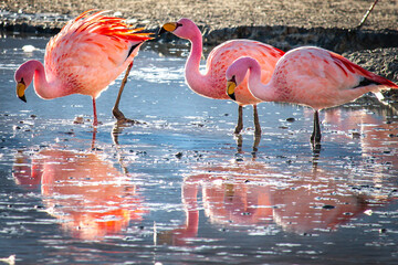 flamingos in laguna hedionda, volcanic landscape, bolivia, altiplano,  © Andrea Aigner
