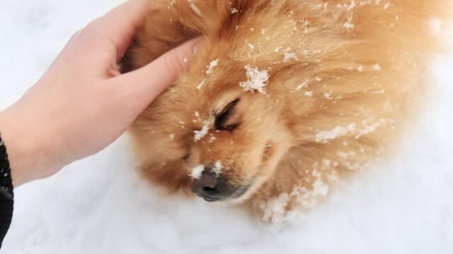 Male hand stroking the pomeranian with yellow fur lying in the snow on the backyard. Snowflakes falling on it