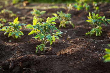 A young tomato plant grows in the open ground.