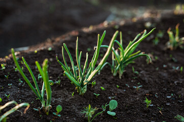 Young onions grow in the open ground.