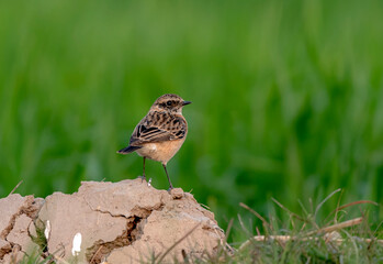 The Siberian stonechat or Asian stonechat is a recently validated species of the Old World...