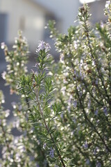 庭のローズマリー（花期）