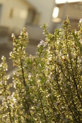 庭のローズマリー（花期）