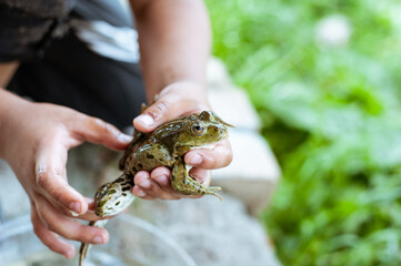 A child holds a large frog in his hands.