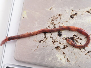 an adult compost worm is lying on the scale