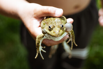 A child holds a large frog in his hands.