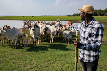 Africa American man feed and care the subsistence of cows in local farm near river and using a wood for control livestock. A farmer is a profession that requires patience and diligence