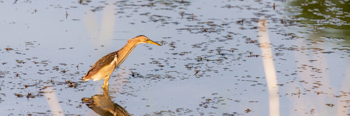 Eurasian Bittern or Botaurus stellaris hunting in water of pond or lake
