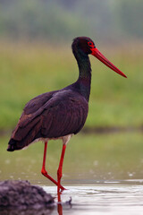 The black stork (Ciconia nigra) fishing in the shallow lagoon with green background.