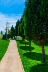 Row of Thuja trees along a path for a walk