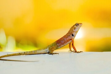 Chameleon on a tiled floor. Chameleon looks for food.