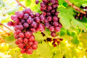 Red grapes are ready for harvest.