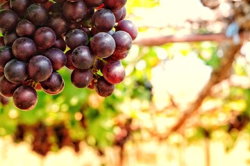 Red grapes are ready for harvest.