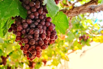 Red grapes are ready for harvest.