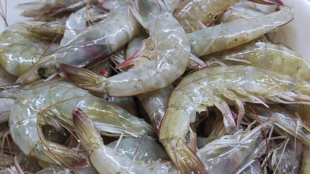 Black tiger prawns grown in artificial aquaculture conditions, close up