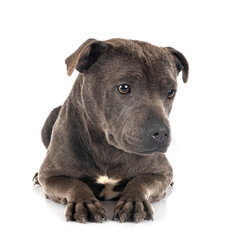 Obraz premium staffordshire bull terrier