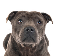 staffordshire bull terrier