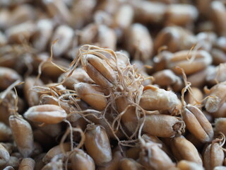 dried wheat germ for grinding flour
