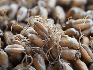 dried wheat germ for grinding flour