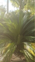 Fototapeta premium trees at sunset