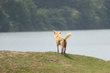 Dog watching river 