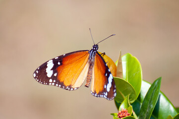 Close Up of Danaus chrysippus Butterfly. Plain Tiger butterfly. Monarch Butterfly. Milkweed Butterfly.