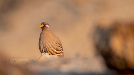 Isolated close up of a beautiful single male Sand Partridge- Southern Israel