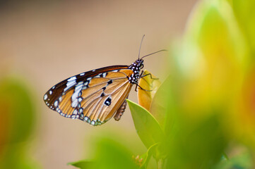 Close Up of Danaus chrysippus Butterfly. Plain Tiger butterfly. Monarch Butterfly. Milkweed Butterfly.