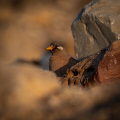 Isolated close up of a beautiful single male Sand Partridge- Southern Israel