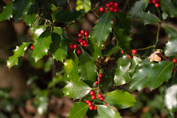 fruits rouge vif du houx