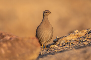 Isolated close up of a beautiful single female Sand Partridge- Southern Israel