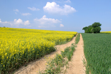 Champ de colza en fleur et chemin de terre