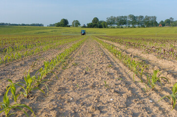 D&eacute;sherbage sur ma&iuml;s au stade pr&eacute;lev&eacute;e
