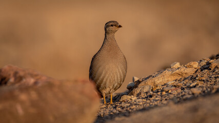 Isolated close up of a beautiful single female Sand Partridge- Southern Israel