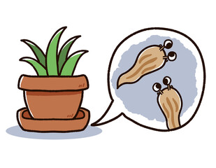植木鉢の下に発生したナメクジ