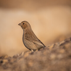 Isolated close up of a single Sinai Rosefinch- Southern Israel