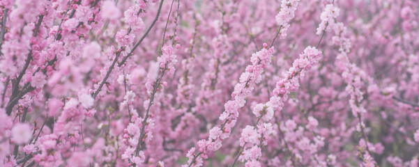Fototapeta na wymiar Sweet Cherry blossoms of warm spring. Fresh green tree leaves. Beautiful Japanese ornamental cherries in pink in close-up. Natural background.