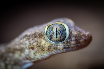 Isolated close up macro portrait of a gecko- Southern Israel