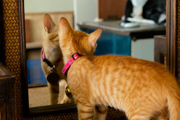 curious orange cat standing and looking himself in front of mirror.