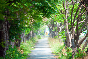 Sidewalk with trees.