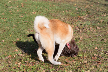 Akita inu puppy and labrador retriever puppy are playing in the autumn park. Pet animals.